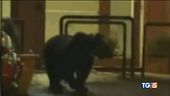 Trasferito nei boschi l'orso goloso di dolci