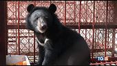 L'orso Yen ora è salvo dorme con un peluche
