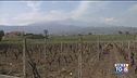 Il Nerello Mascalese