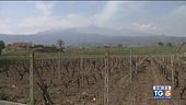 Il Nerello Mascalese