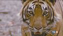 Sua maestà la tigre rischia l'estinzione