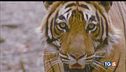 Sua maestà la tigre rischia l'estinzione