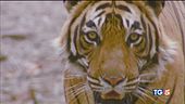Sua maestà la tigre rischia l'estinzione