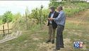 Tra i filari di Barbera del Monferrato