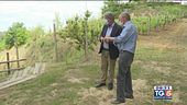 Tra i filari di Barbera del Monferrato