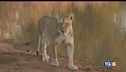 Rischio estinzione per i leoni africani