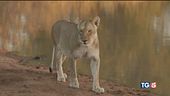 Rischio estinzione per i leoni africani
