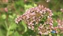 Biodiversità bene prezioso
