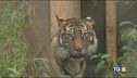 Ha ucciso 70 tigri preso "Tiger Habib"