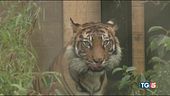 Ha ucciso 70 tigri preso "Tiger Habib"