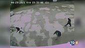 I parenti di Saman con sacchi e badili