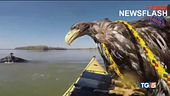 Aquile sul Danubio blu salvate da due canoisti