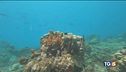 Oceani, patrimonio da salvaguardare