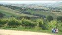 Tra le colline del Verdicchio