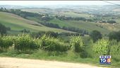 Tra le colline del Verdicchio