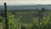 Gusto di Vino - Il pugnitello