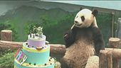 Il panda rinasce, non più a rischio