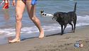 Gli italiani scelgono vacanze in Italia. Amici a 4 zampe, non abbandonateli!