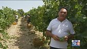 Gusto di Vino - Bollicine italiane di alta qualità in Sicilia