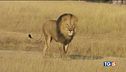 Vigliacchi criminali giù le mani dai leoni