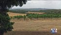 Gusto DiVino: pronti per la vendemmia