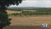 Gusto DiVino: pronti per la vendemmia