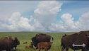 Il ritorno dei bisonti