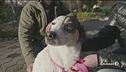 Boom di adozioni per cani e gatti