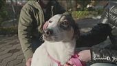 Boom di adozioni per cani e gatti