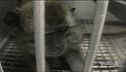 La battaglia per salvare i macachi