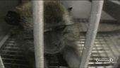 La battaglia per salvare i macachi