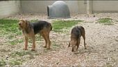 La domenica mattina siamo "Dalla parte degli animali"