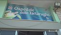 Riccione, tartarughe sotto sfratto
