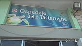 Riccione, tartarughe sotto sfratto