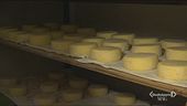 Il formaggio di Chiavari