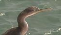 Allarme in Puglia, troppi cormorani