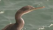 Allarme in Puglia, troppi cormorani