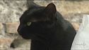 Oggi è la festa del gatto