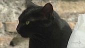 Oggi è la festa del gatto