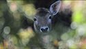 Diritti animali e tutela dell'ambiente in Costituzione