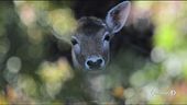 Diritti animali e tutela dell'ambiente in Costituzione