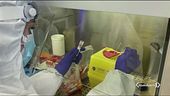 A Brescia isolata variante nigeriana