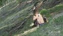 La nostra fauna sta scomparendo