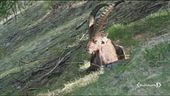 La nostra fauna sta scomparendo