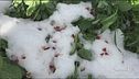 Torna il freddo, frutta a rischio