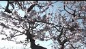 Primavera di ghiaccio