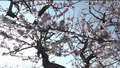Primavera di ghiaccio