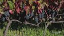 Il vino dell'Etna