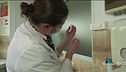 Il governo a caccia di vaccini