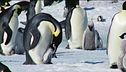 La metà dei pinguini è a rischio
